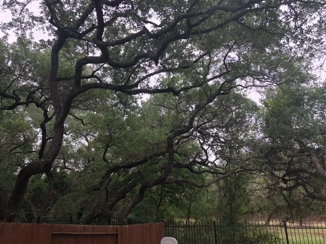 Expert landscape installation in San Antonio, TX - Tree Amigos Tree Service