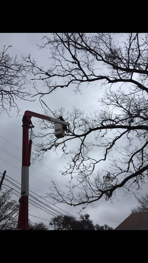 Top-rated lawn mowing service in San Antonio, TX by Tree Amigos Tree Service