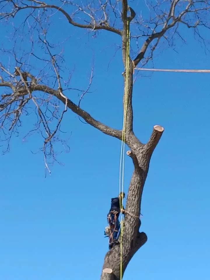 Reliable yard cleanup service in Edgerton, MO by Tree and Home Services