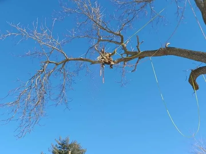Trusted yard maintenance experts serving Edgerton, MO - Tree and Home Services