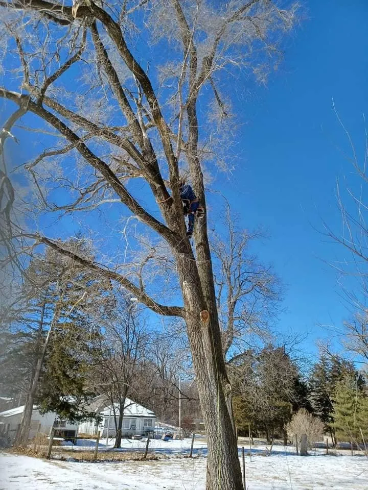 Reliable landscaping services experts serving Edgerton, MO - Tree and Home Services