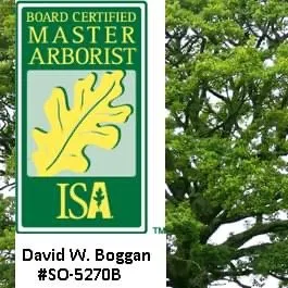 Top-rated outdoor landscaping with custom design in Birmingham, AL by Tree and Horticultural Management Services