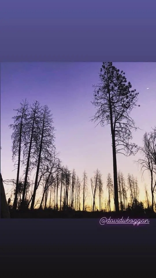 Professional yard cleanup service for beautiful yards in Birmingham, AL by Tree and Horticultural Management Services