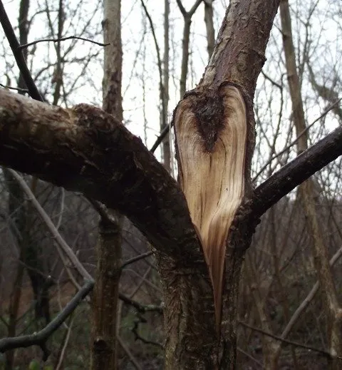 Professional residential landscaping in Portland, OR - Tree and Ladder Home Orchard Care