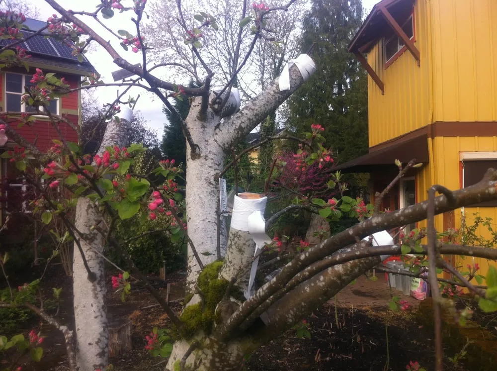 Local landscaping services for year-round maintenance in Portland, OR by Tree and Ladder Home Orchard Care
