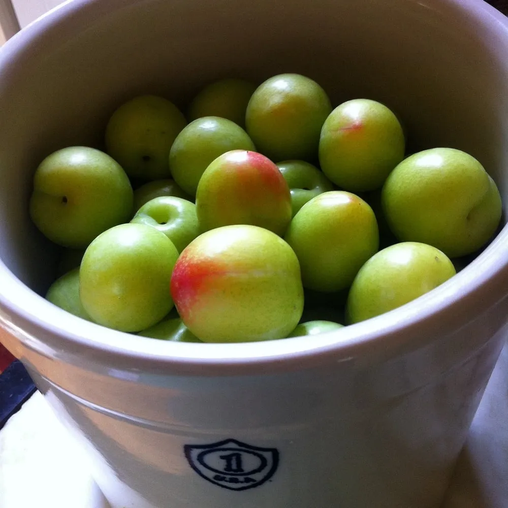 Custom landscape installation experts serving Portland, OR - Tree and Ladder Home Orchard Care