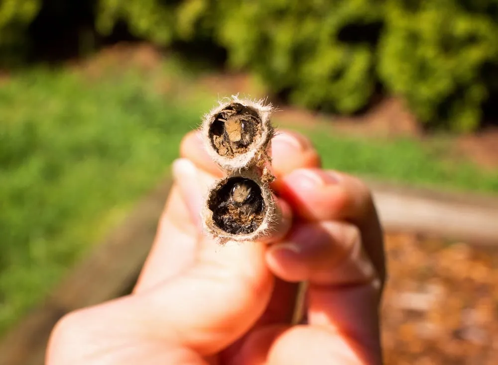 Trusted outdoor landscaping in Portland, OR - Tree and Ladder Home Orchard Care