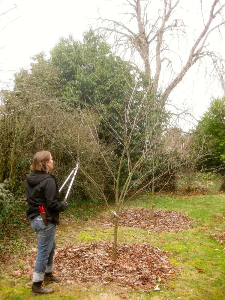 Expert landscaping services experts serving Portland, OR - Tree and Ladder Home Orchard Care