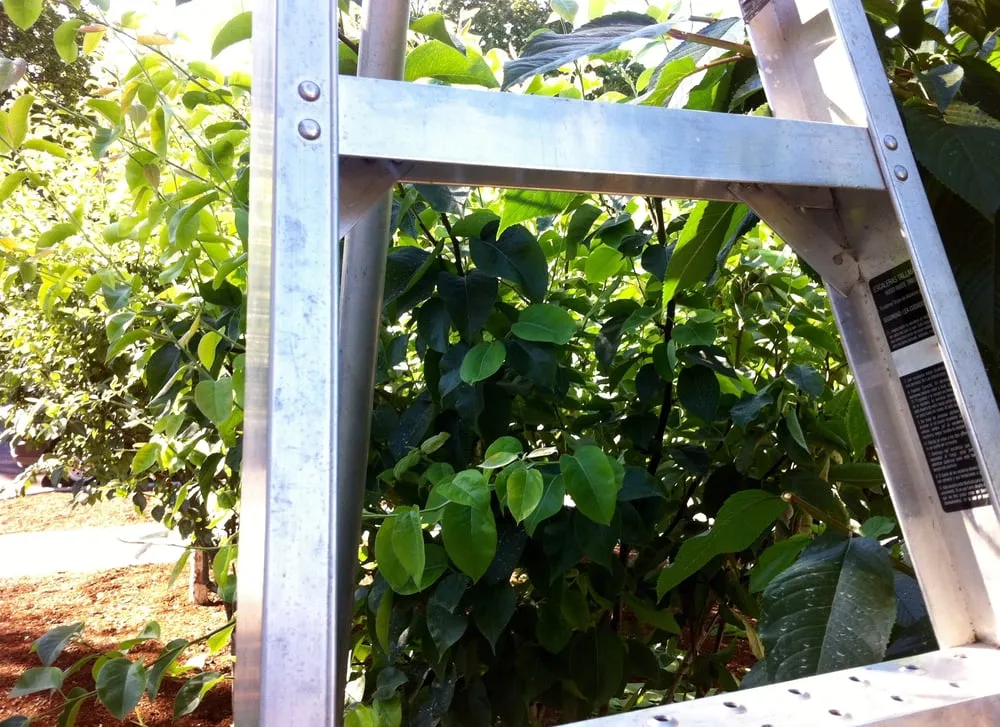 Professional landscaping services experts serving Portland, OR - Tree and Ladder Home Orchard Care