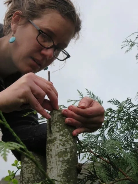Affordable landscape installation for homes across Portland, OR - Tree and Ladder Home Orchard Care