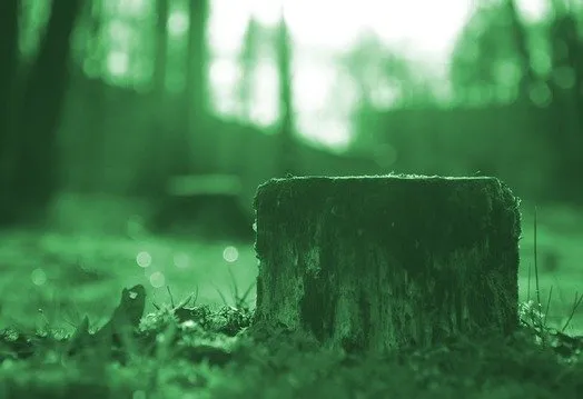 Trusted outdoor landscaping in Clarksville, TN - Tree and Land MCT