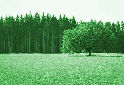 Expert landscape installation with custom design in Clarksville, TN by Tree and Land MCT