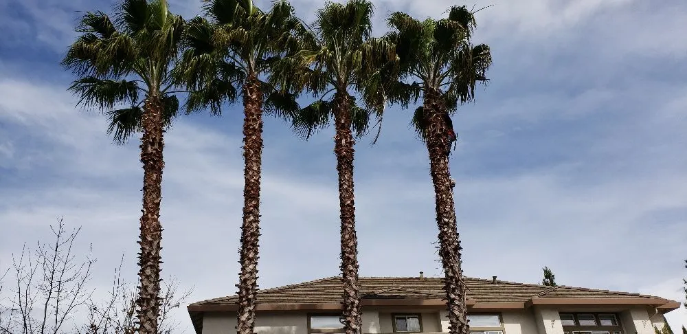 Professional outdoor landscaping in Sacramento, CA by Tree and Landscape Pros