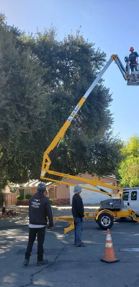 Affordable lawn care service in Sacramento, CA - Tree and Landscape Pros