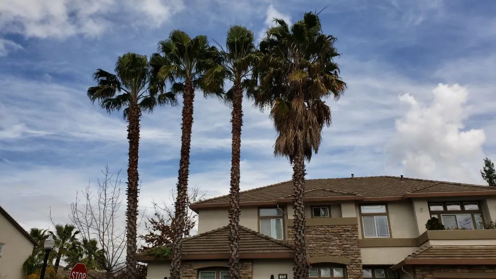 Trusted yard maintenance in Sacramento, CA - Tree and Landscape Pros