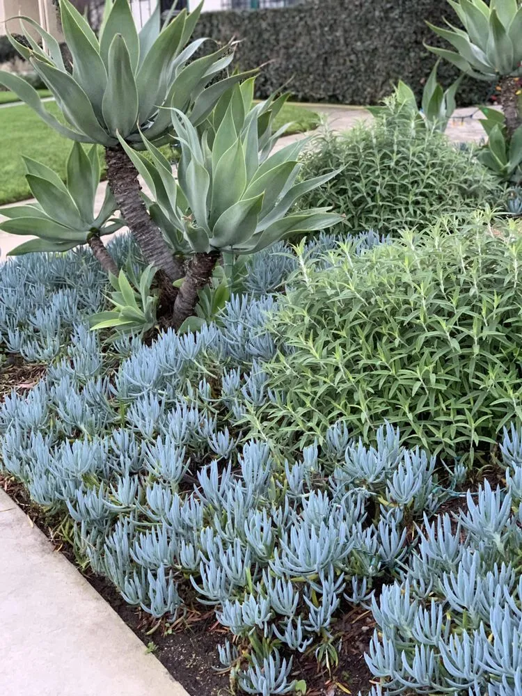 Local garden landscaping near you in San Diego, CA by Tree Breeze Landscaping