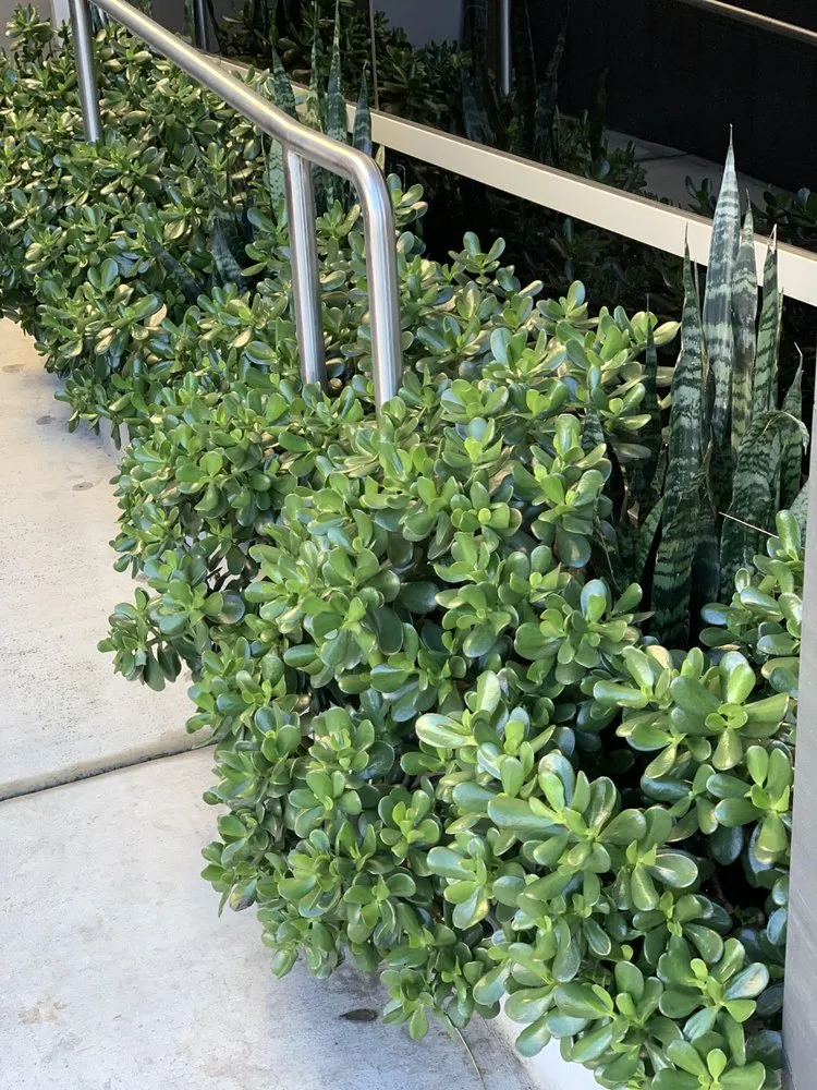 Trusted landscaping services in San Diego, CA - Tree Breeze Landscaping