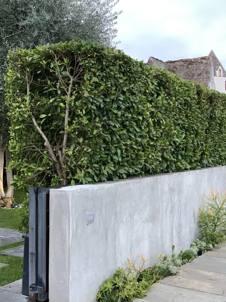 Reliable landscape installation experts serving San Diego, CA - Tree Breeze Landscaping