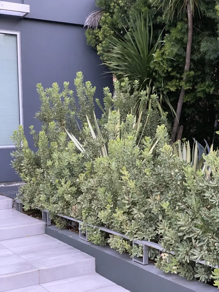 Custom landscape design for residential properties across San Diego, CA - Tree Breeze Landscaping