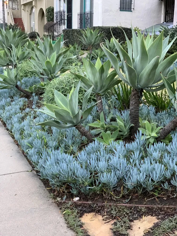 Local landscape design in San Diego, CA by Tree Breeze Landscaping