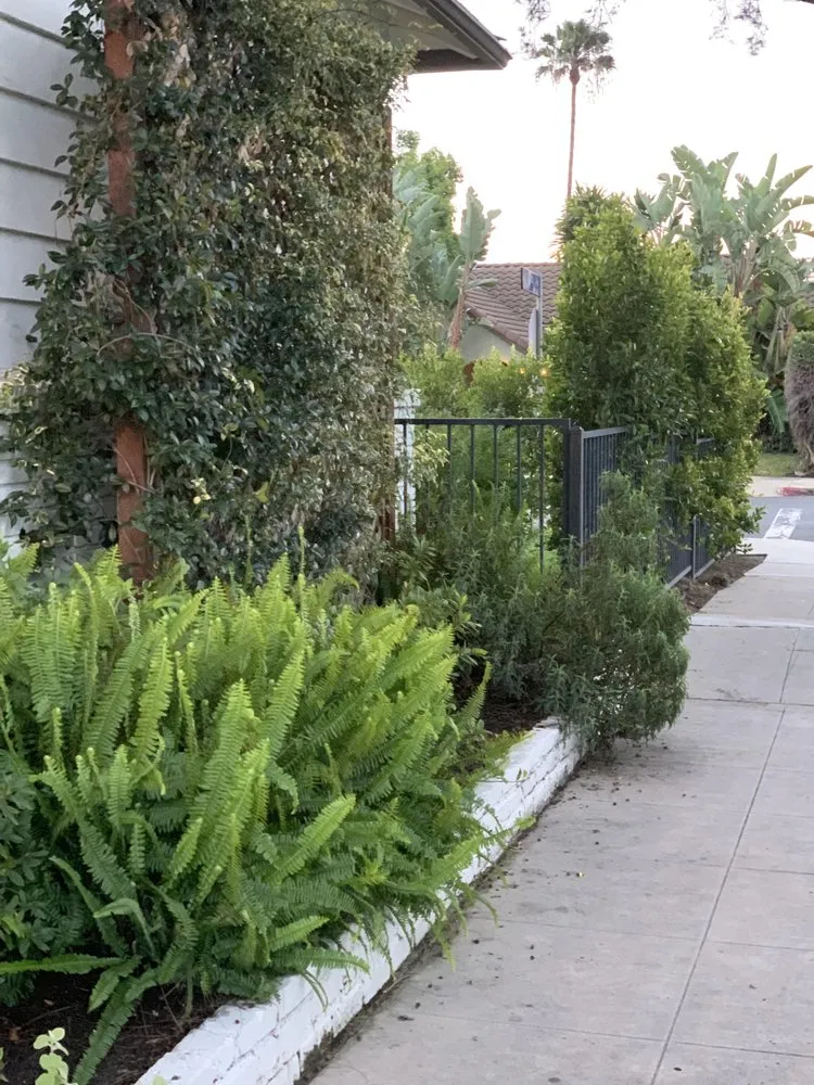 Expert yard maintenance with custom design in San Diego, CA by Tree Breeze Landscaping