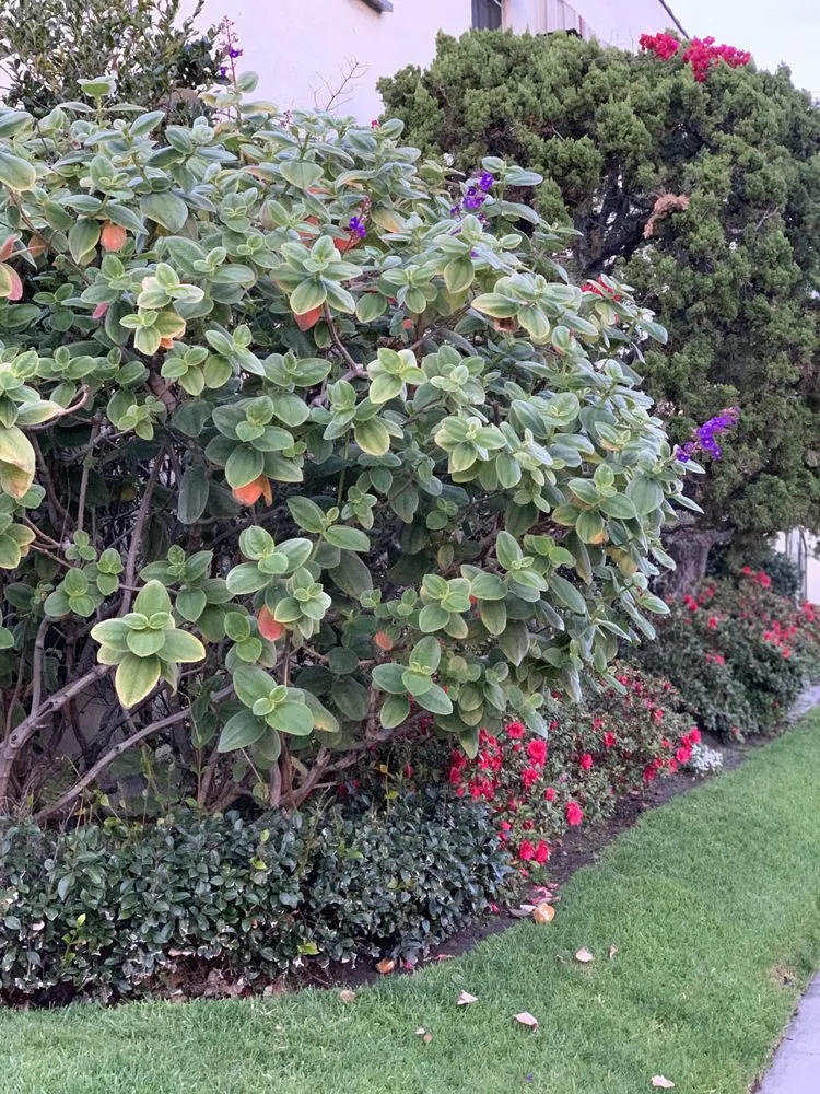 Affordable garden landscaping for beautiful yards in San Diego, CA by Tree Breeze Landscaping