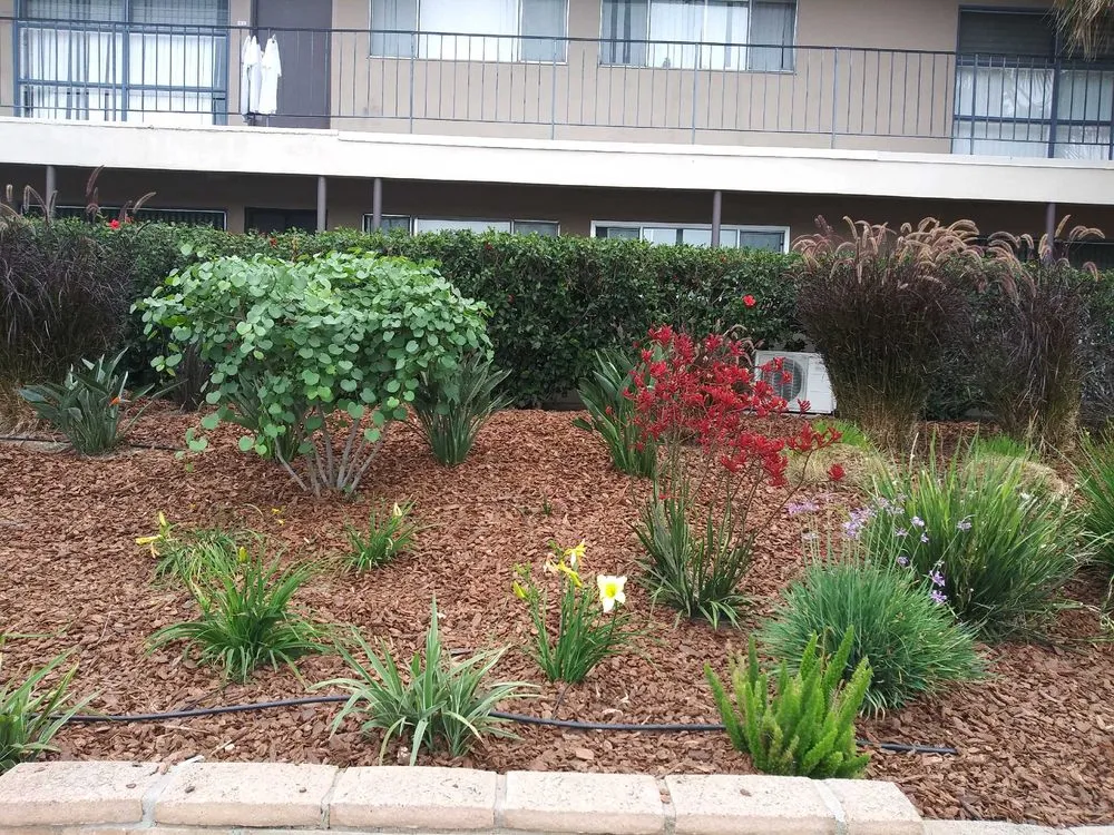 Top-rated residential landscaping in San Diego, CA by Tree Breeze Landscaping