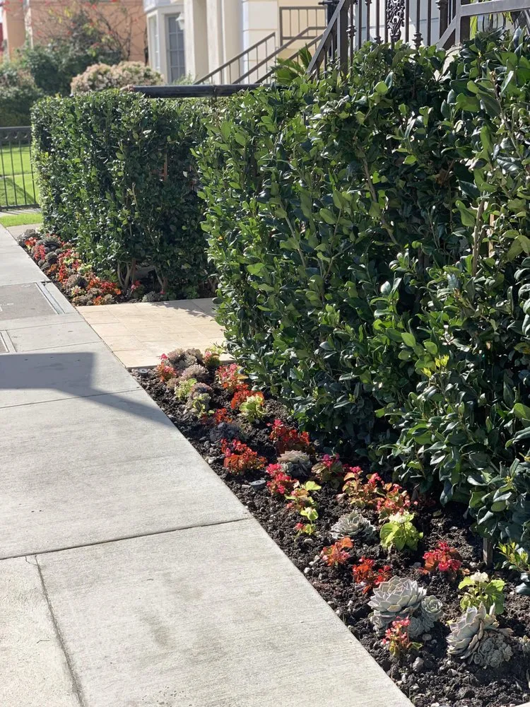 Affordable lawn mowing service in San Diego, CA by Tree Breeze Landscaping