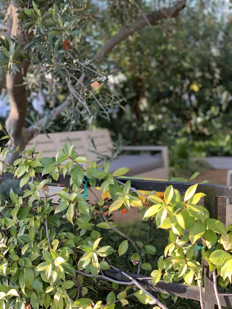 Expert lawn mowing service near you in San Diego, CA by Tree Breeze Landscaping