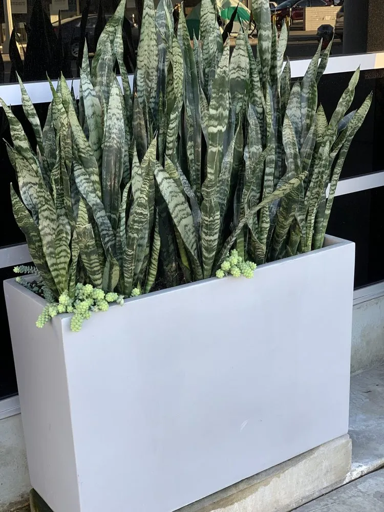 Affordable lawn care service experts serving San Diego, CA - Tree Breeze Landscaping