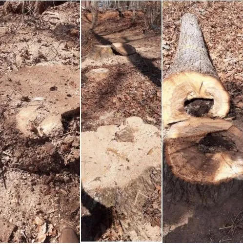 Professional lawn mowing service with custom design across Marietta, GA - Tree Care Marietta