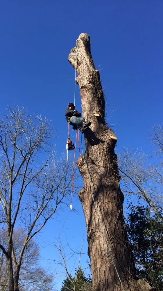 Reliable lawn care service for homes in Marietta, GA by Tree Care Marietta