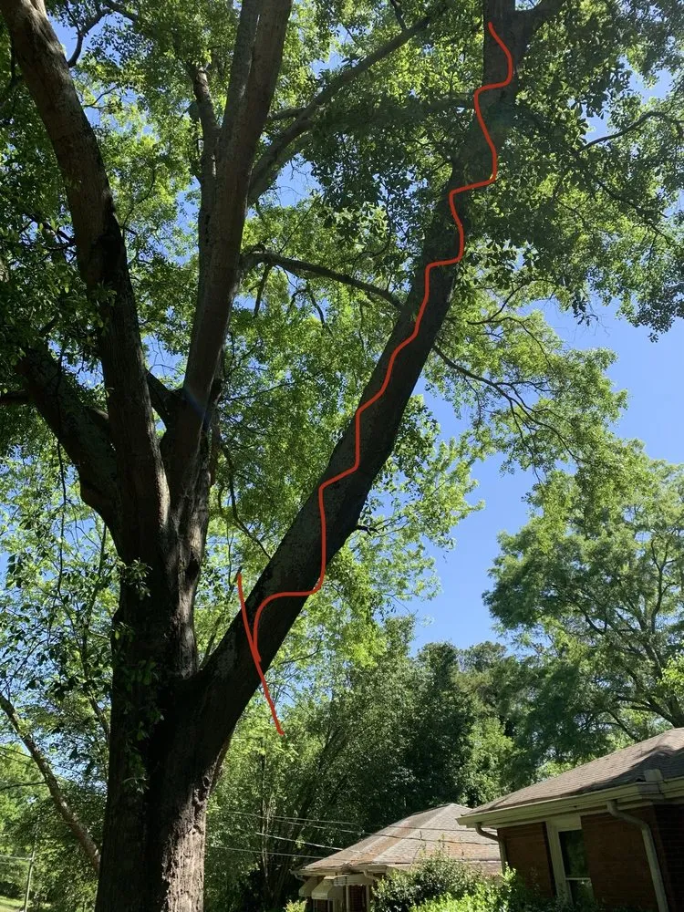 Affordable yard cleanup service near you in Marietta, GA by Tree Care Marietta