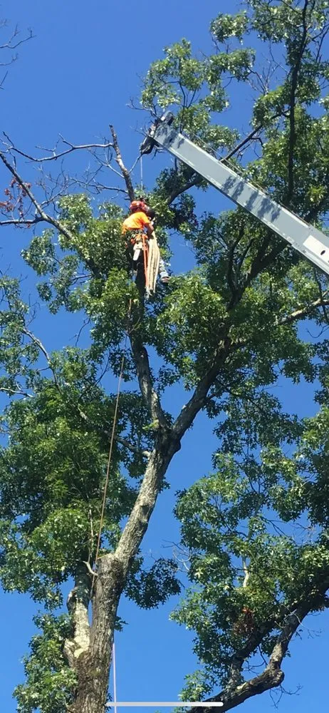 Expert garden landscaping experts serving Cape Coral, FL - Tree care of SWFL