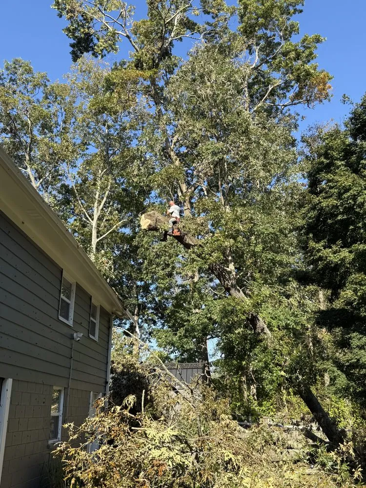 Affordable outdoor landscaping experts serving Cape Coral, FL - Tree care of SWFL