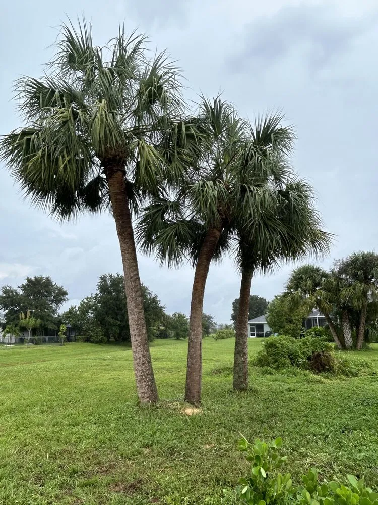 Trusted landscape installation for residential properties across Cape Coral, FL - Tree care of SWFL