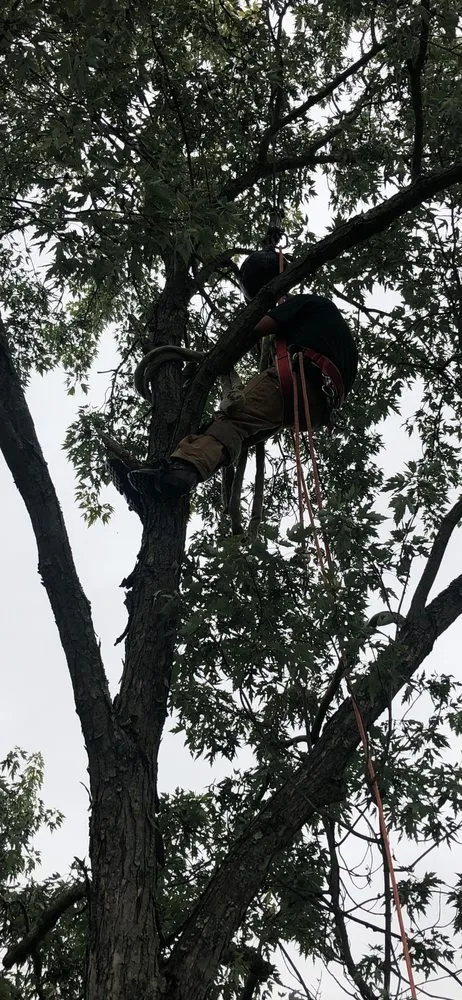 Custom yard cleanup service for outdoor upgrades across Cape Coral, FL - Tree care of SWFL