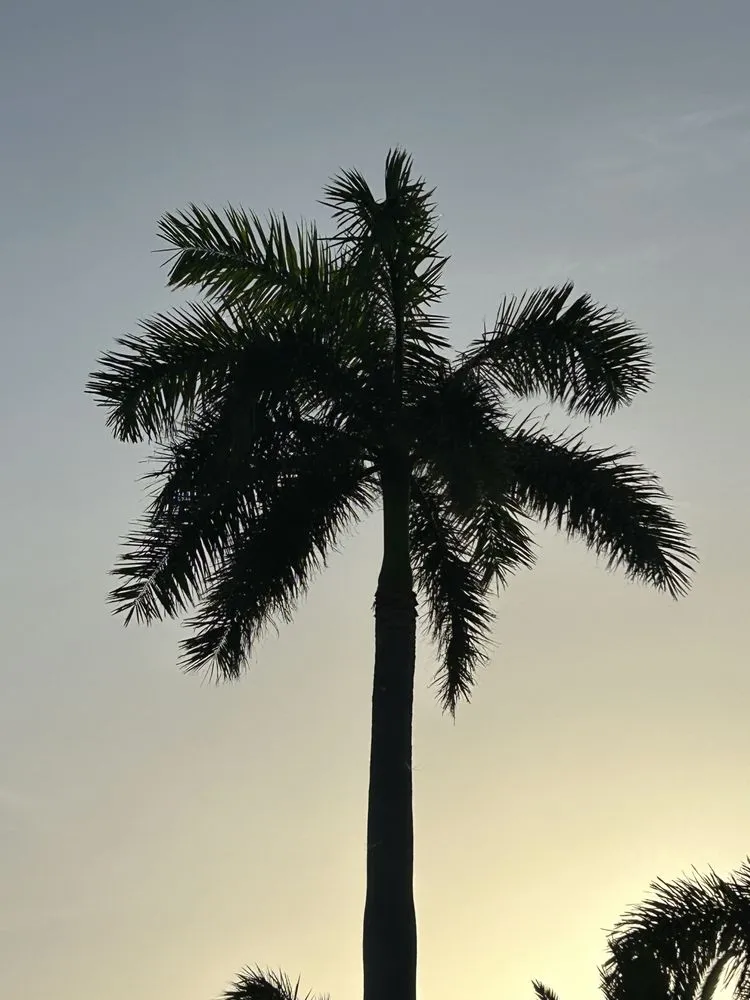 Local residential landscaping for year-round maintenance in Cape Coral, FL by Tree care of SWFL