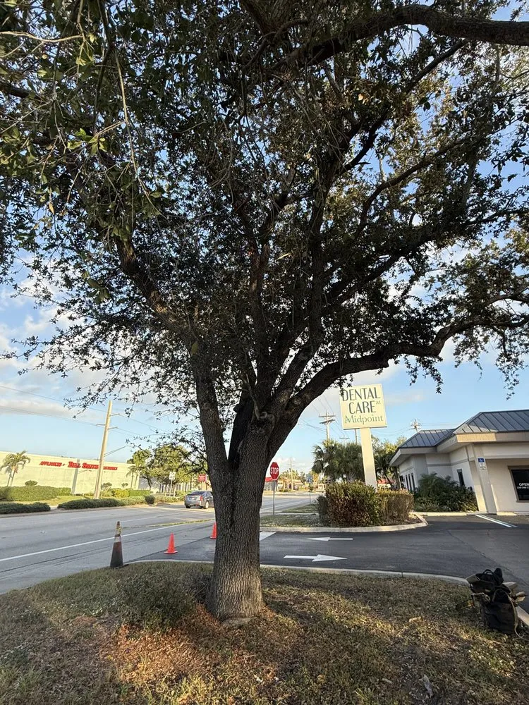Local yard cleanup service experts serving Cape Coral, FL - Tree care of SWFL