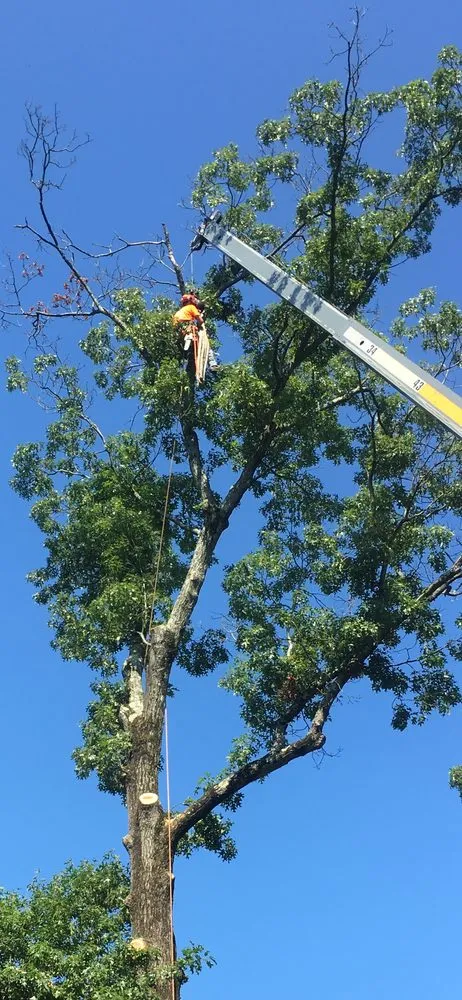 Custom yard maintenance in Cape Coral, FL - Tree care of SWFL