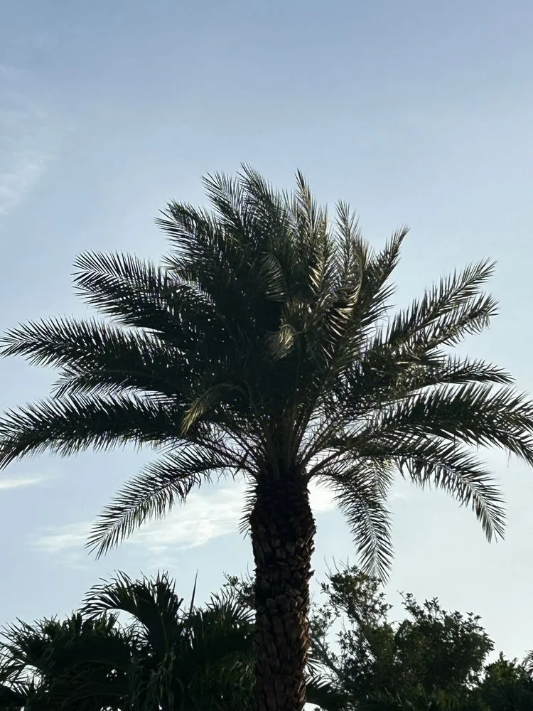 Top-rated landscaping services with custom design across Cape Coral, FL - Tree care of SWFL