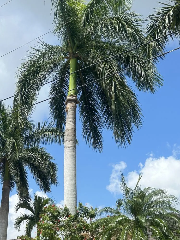 Trusted yard maintenance for beautiful yards across Cape Coral, FL - Tree care of SWFL