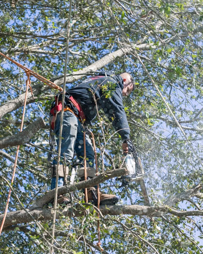 Trusted landscape installation for outdoor upgrades in Cape Coral, FL by Tree care of SWFL