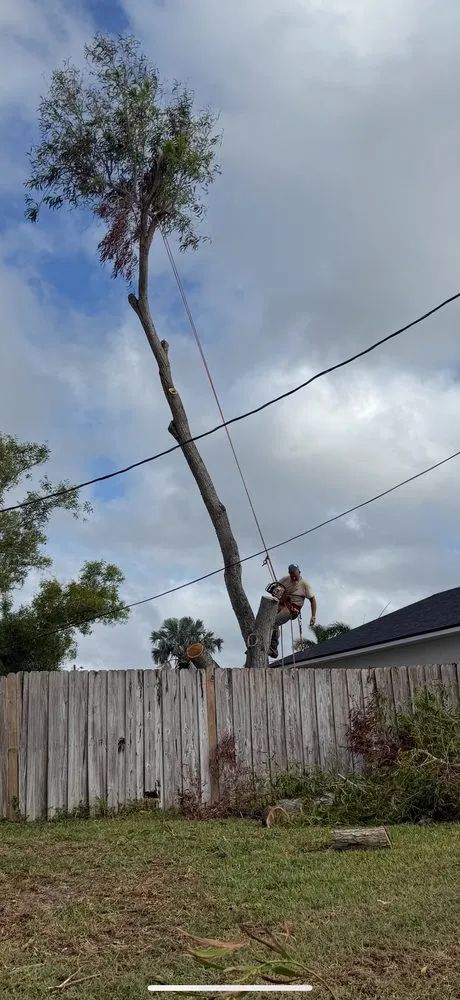 Professional outdoor landscaping in Cape Coral, FL - Tree care of SWFL