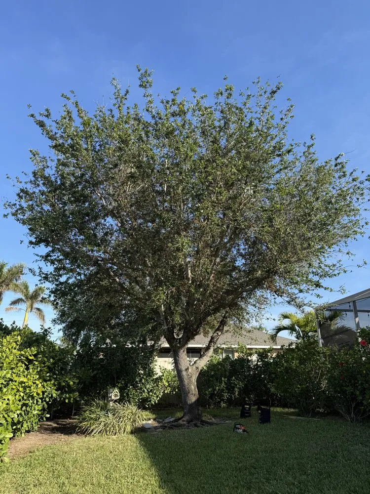 Trusted lawn mowing service in Cape Coral, FL - Tree care of SWFL