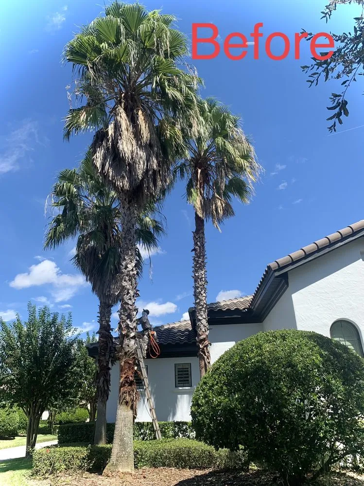 Custom yard maintenance for year-round maintenance in Orlando, FL by Tree Care Solutions MTZ