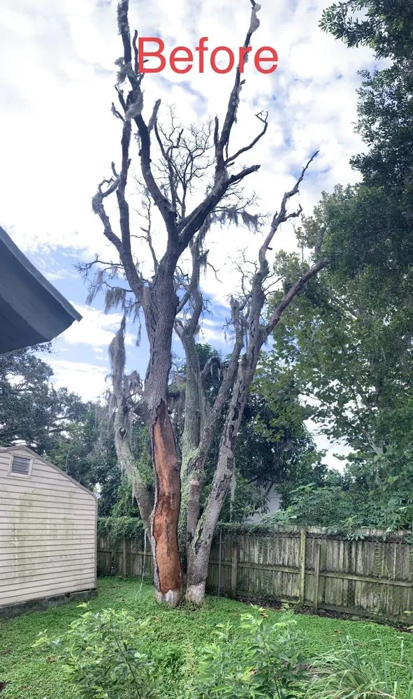 Local landscaping services for year-round maintenance in Orlando, FL by Tree Care Solutions MTZ