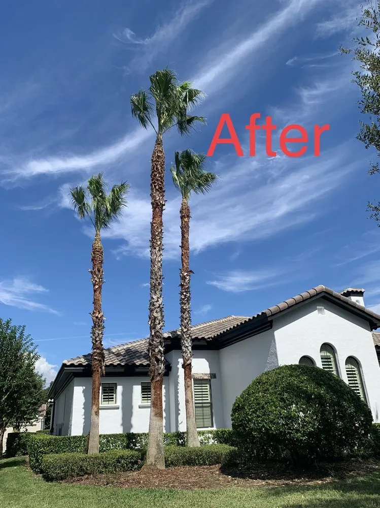 Expert lawn mowing service for year-round maintenance across Orlando, FL - Tree Care Solutions MTZ