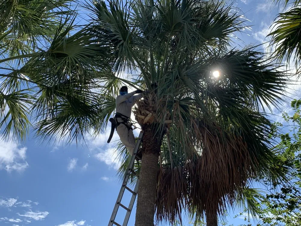 Local yard maintenance in Orlando, FL - Tree Care Solutions MTZ