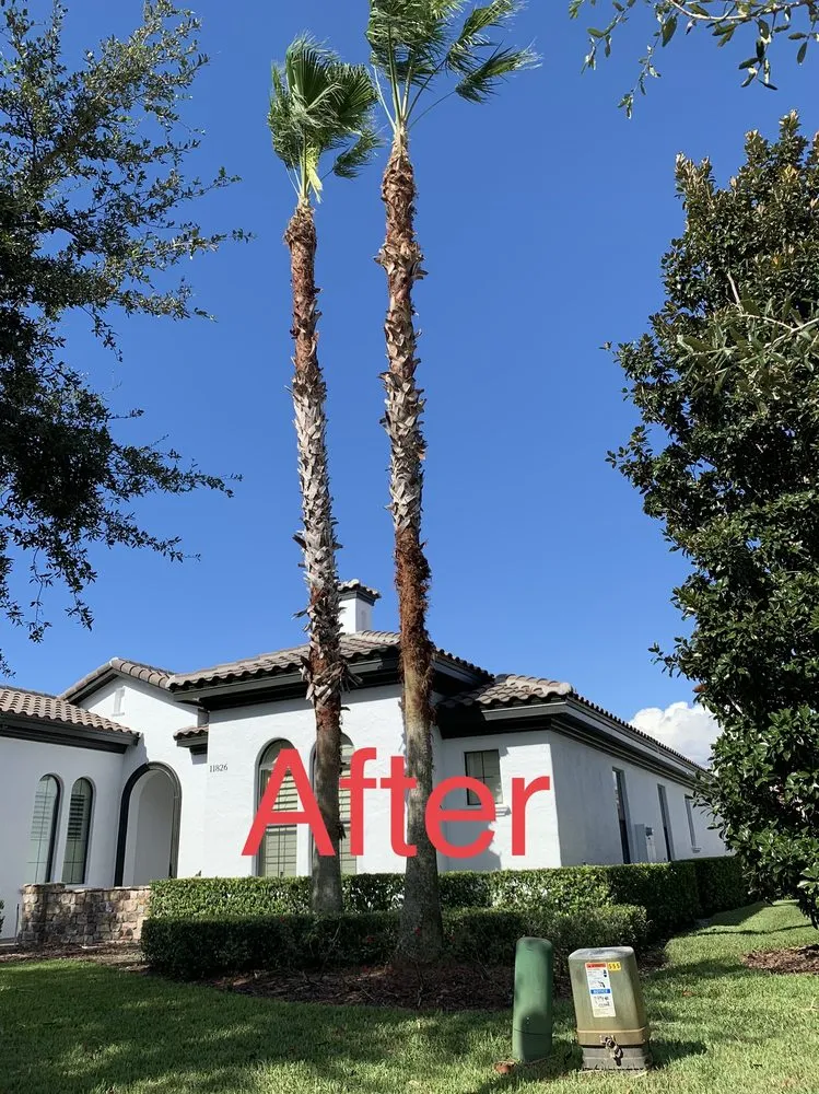 Expert yard maintenance in Orlando, FL by Tree Care Solutions MTZ